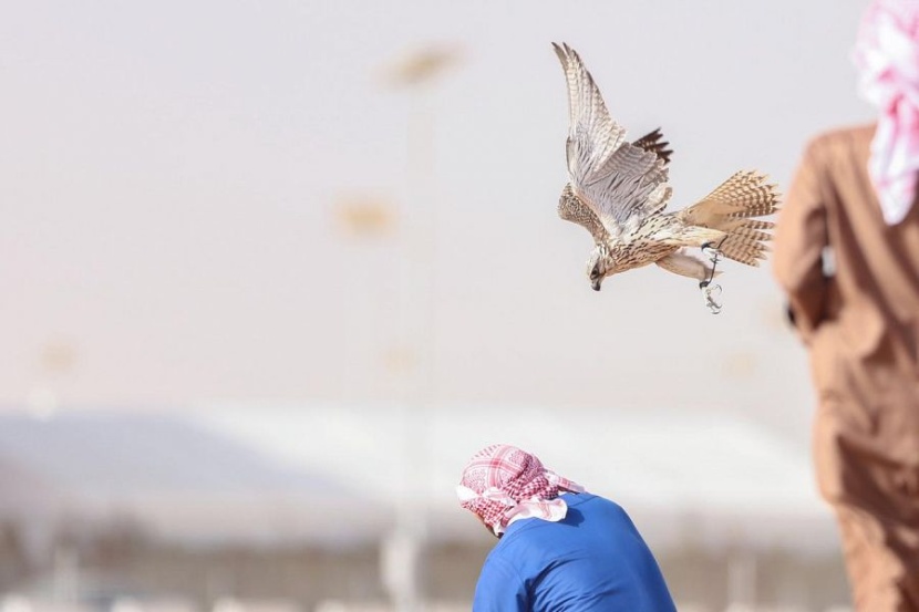  صقارو الإمارات يحصدون المراكز الأولى في مهرجان الملك عبدالعزيز