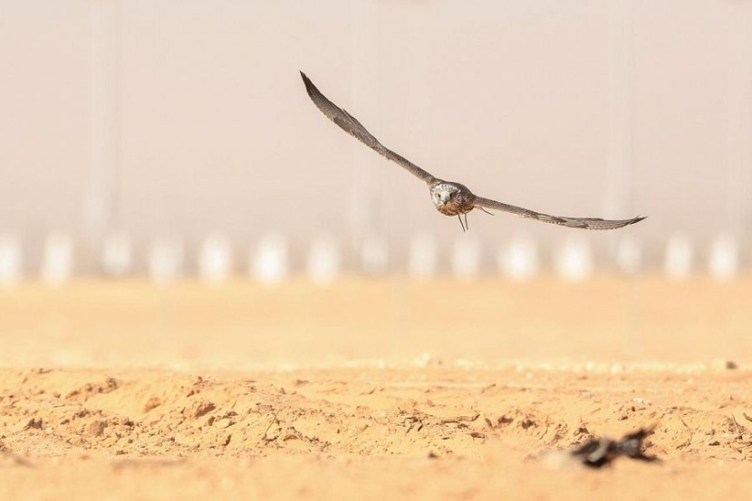  صقارو الإمارات يحصدون المراكز الأولى في مهرجان الملك عبدالعزيز
