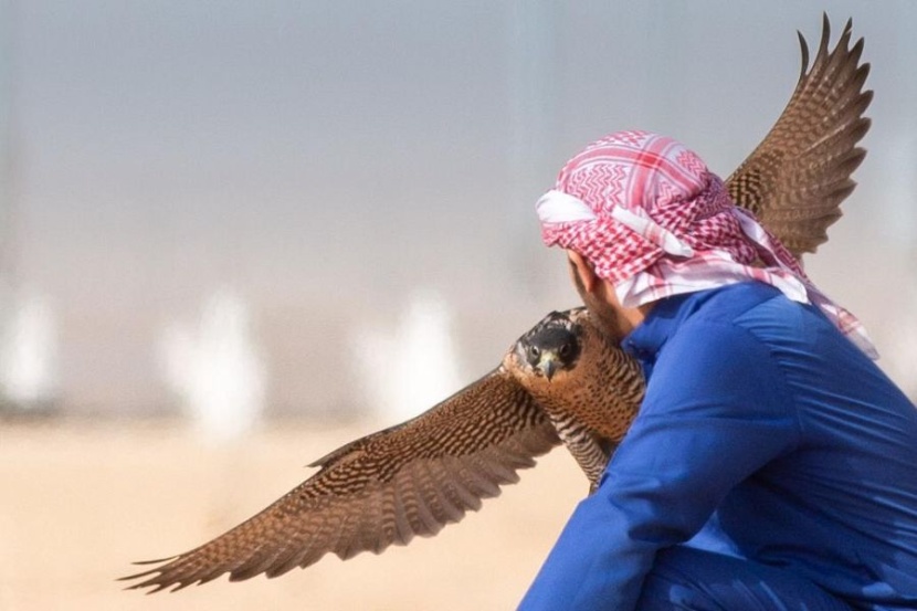  صقارو الإمارات يحصدون المراكز الأولى في مهرجان الملك عبدالعزيز