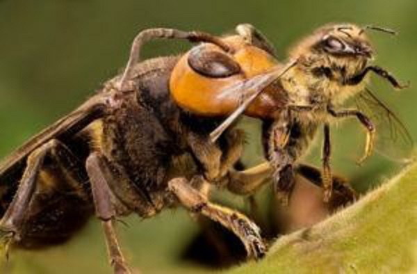 العثور في إندونيسيا على أكبر نحلة في العالم مفقودة منذ عشرات السنين