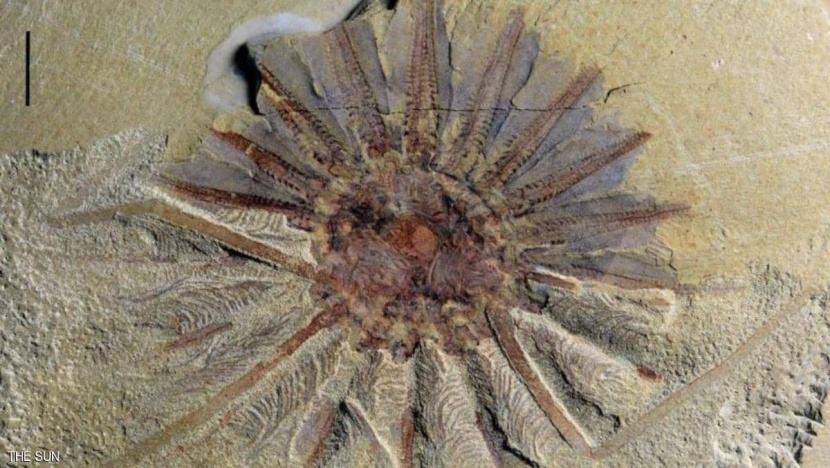 اكتشاف "وحش بحري" يزيد عمره عن 250 مليون عام