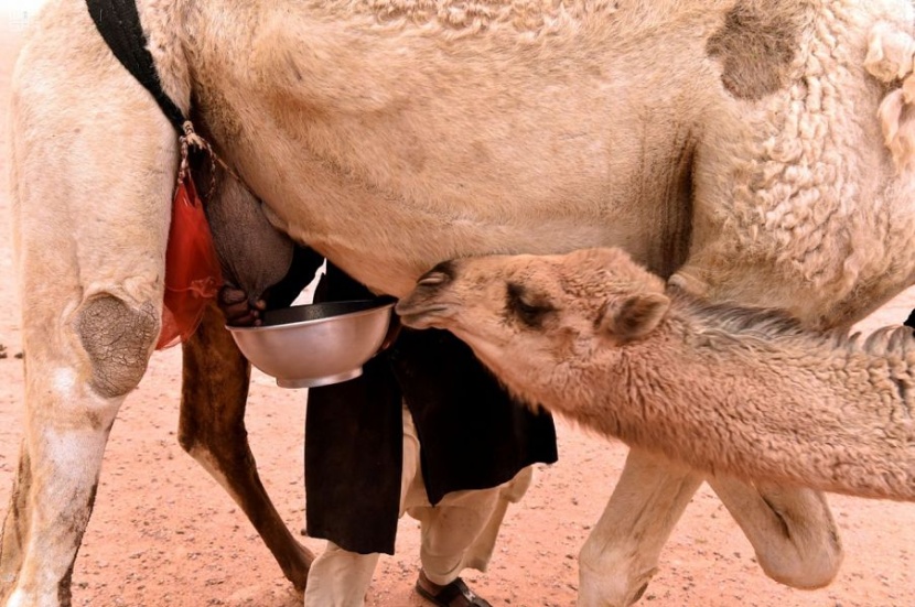 حليب الإبل ومنتجاته .. غذاء صالح لكل العالم