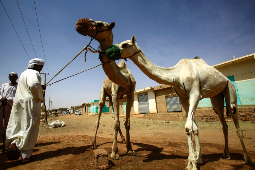قصة مصورة : تجارة الإبل في السودان