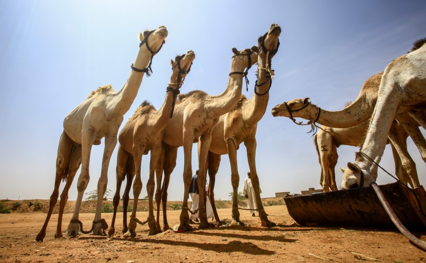 قصة مصورة : تجارة الإبل في السودان