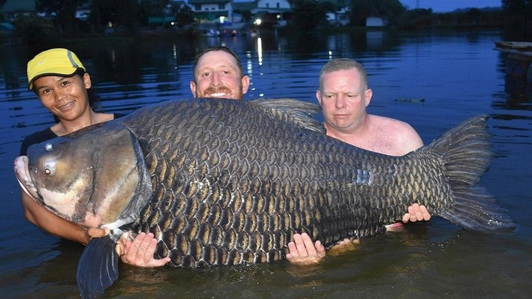 بوزن خيالي.. اصطياد "أضخم سمكة" في العالم