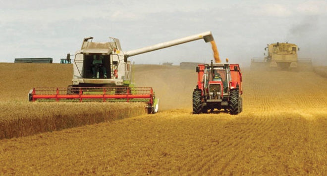 بسبب الطقس .. انخفاض متوقع لإنتاج القمح العالمي إلى 768 مليون طن