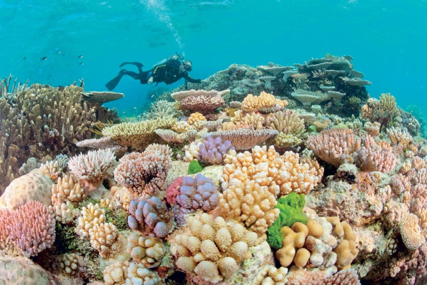 للحفاظ على الشعاب المرجانية .. جزر فيرجن تحظر كريمات الوقاية من الشمس