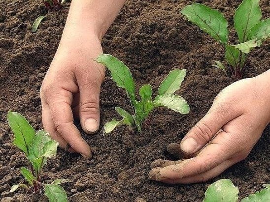 "البيئة": 45.6 ألف طن إنتاج الزراعة العضوية في السعودية خلال 2018