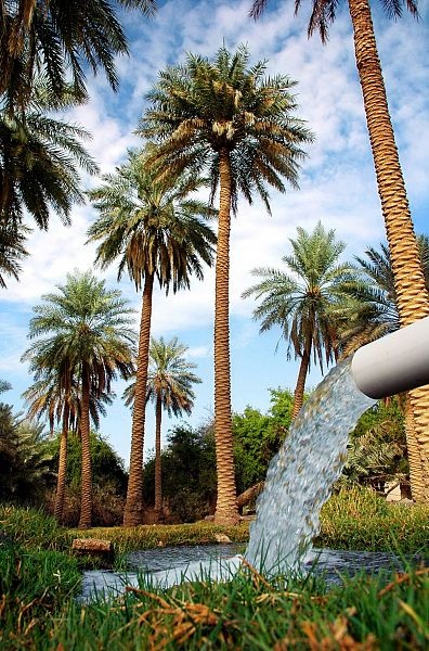 الأحساء .. واحة الآداب والفنون