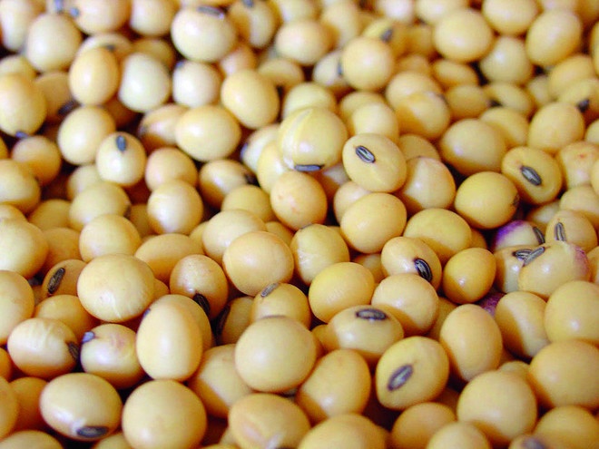ارتفاع واردات الصين من فول الصويا الأمريكي إلى أعلى مستوى لها منذ عامين