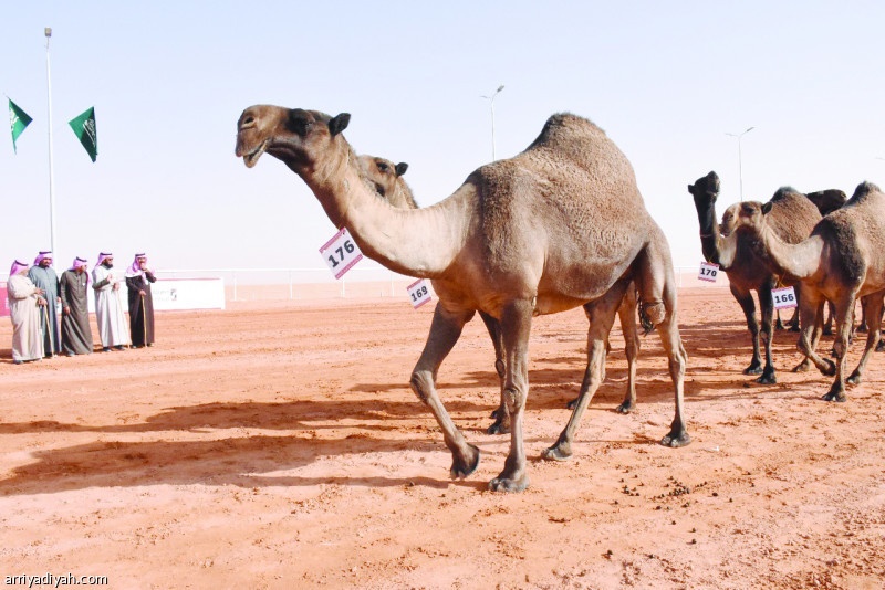 ترتيب جديد لنتائج لوني الصفر والشعل في مهرجان الملك عبدالعزيز للإبل