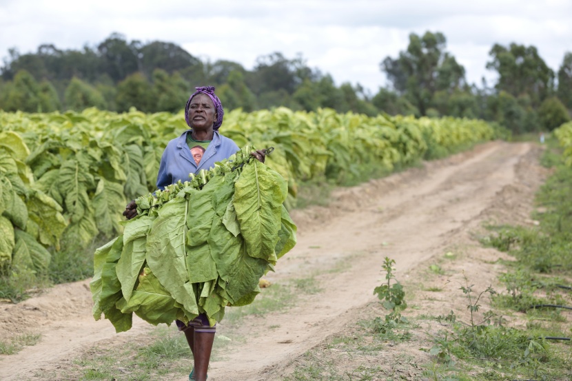 مزارع التبغ في زيمبابوي