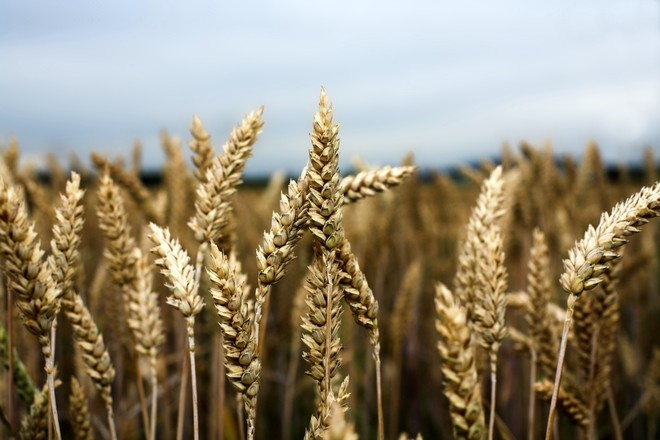 "الحبوب" تطرح مناقصة لاستيراد 600 ألف طن شعير