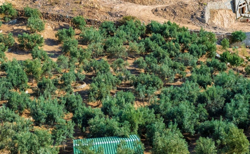 أول مزرعة سياحية في الباحة تنتج 10 أطنان من زيت الزيتون سنوياً