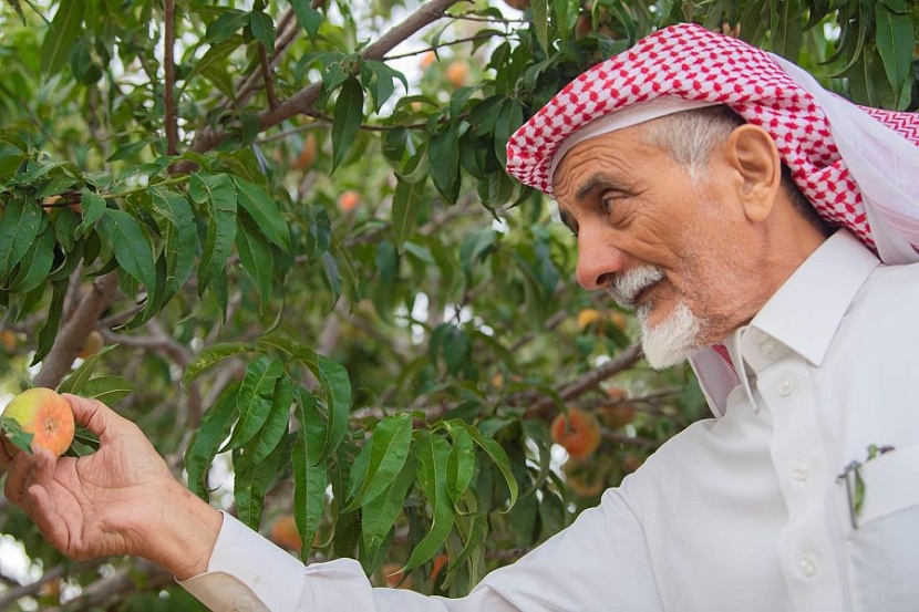 الطائف عروس المصايف .. بستان الفاكهة الموسمية