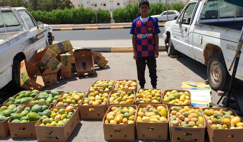بسعر 10 ريالات لكيلو "المانجو" .. أسواق أملج تعرض منتجها الأشهر