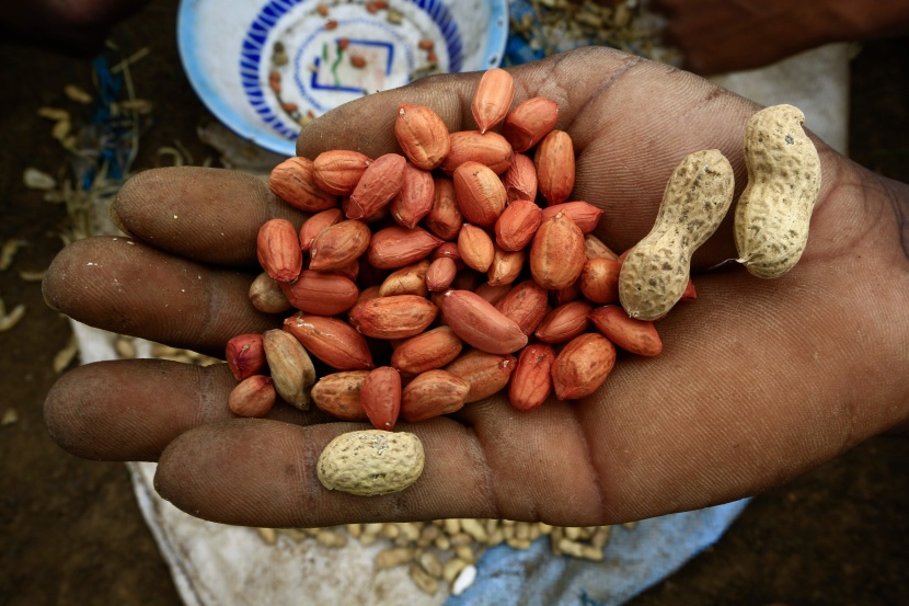 السودان يفقد ريادته في السوق العالمية للفول السوداني مع حظر تصديره
