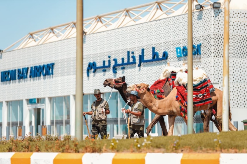 نادي الإبل يسير قافلته الثانية "من المستقبل إلى الموروث"
