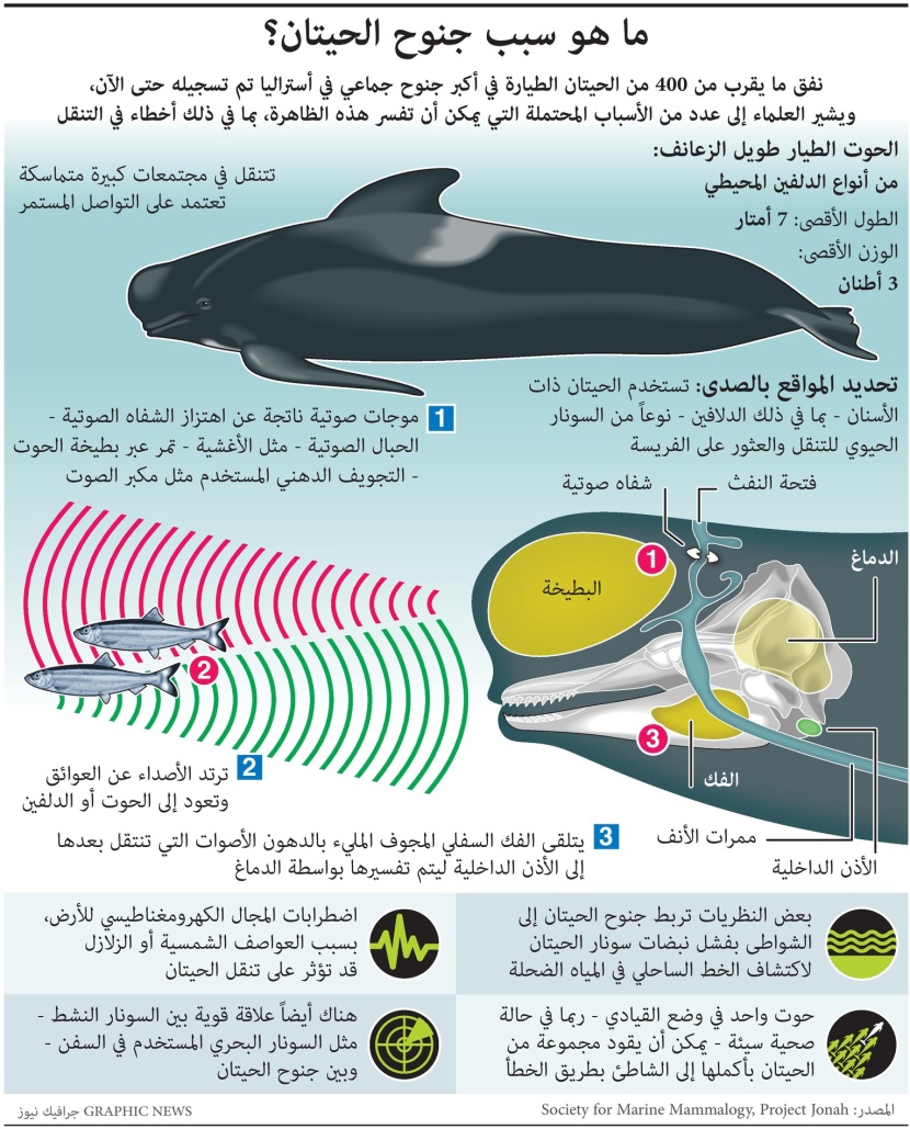 ماهو سبب جنوح الحيتان؟؟