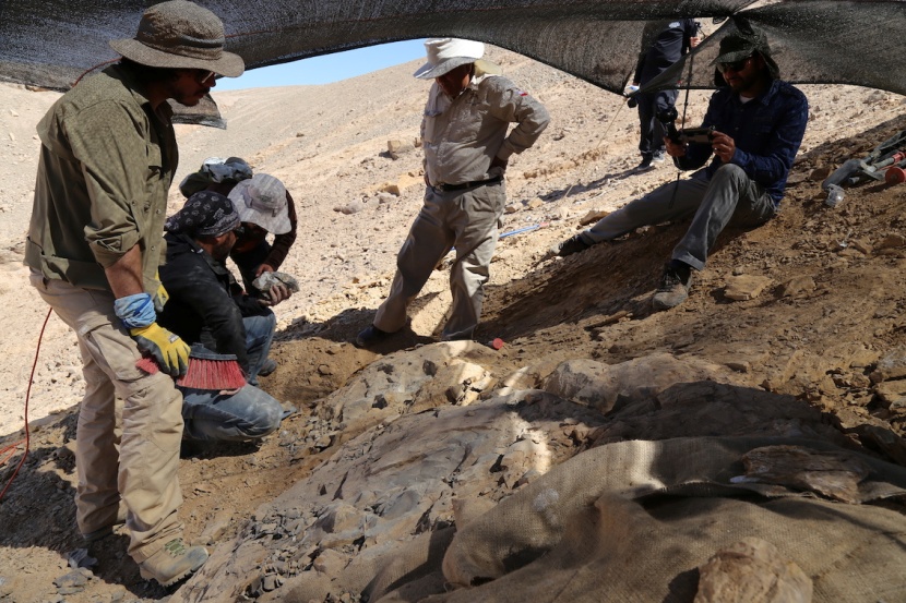 اكتشاف بقايا كائن حي بحري يعود إلى 160 مليون عام في تشيلي 