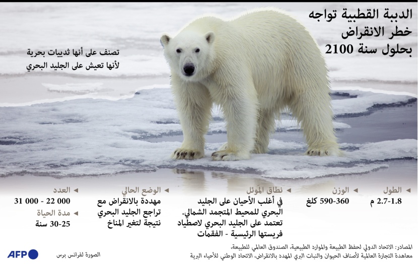 في عام 2100.. الدببة القطبية تواجه خطر الإنقراض