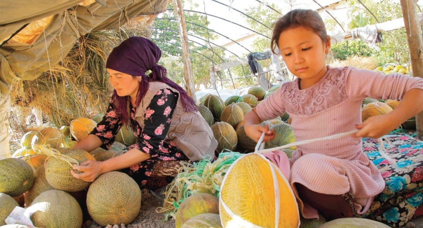 امرأة وفتاة تعدان فاكهة الشمام لتعليقها وتخزينها في سقيفة من اللبن في أوزبكستان