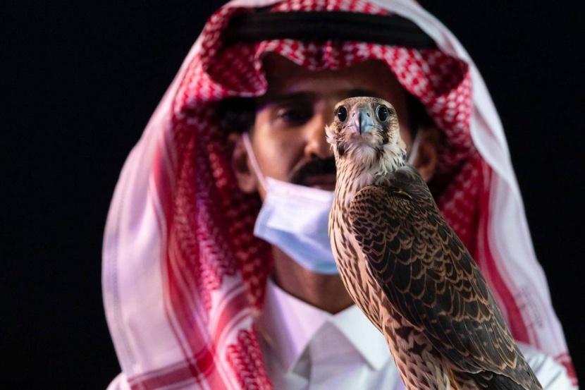 الصقور السعودية .. صفقات مالية تحول الإرث العريق إلى مورد اقتصادي مستدام
