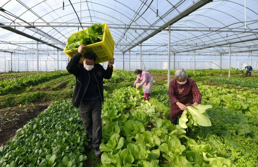 المساحات الزراعية مرشحة للارتفاع 26 % حول العالم بحلول 2050