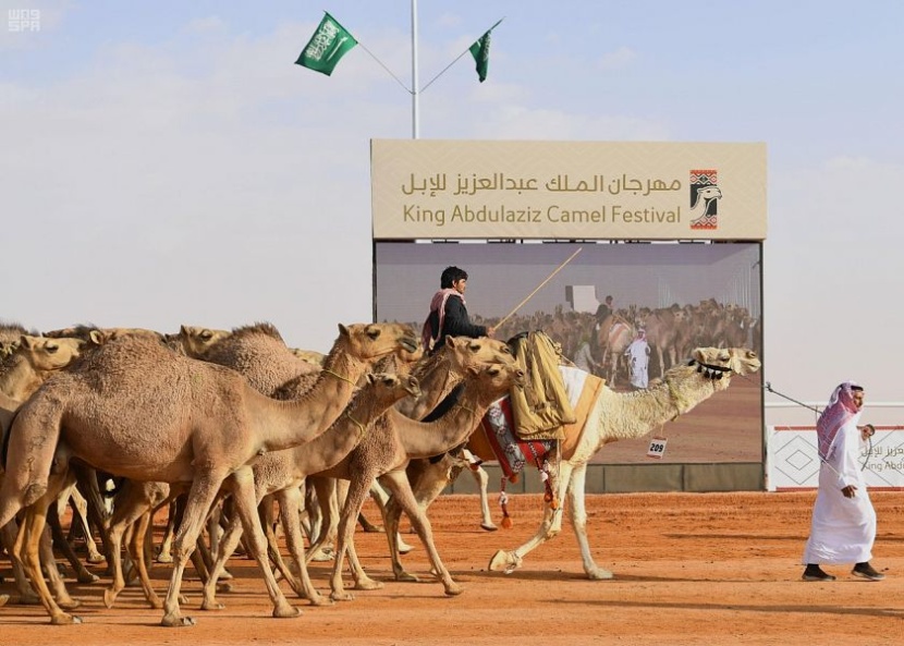 البنك الإسلامي للتنمية يبحث الفرص الاستثمارية في قطاع الإبل