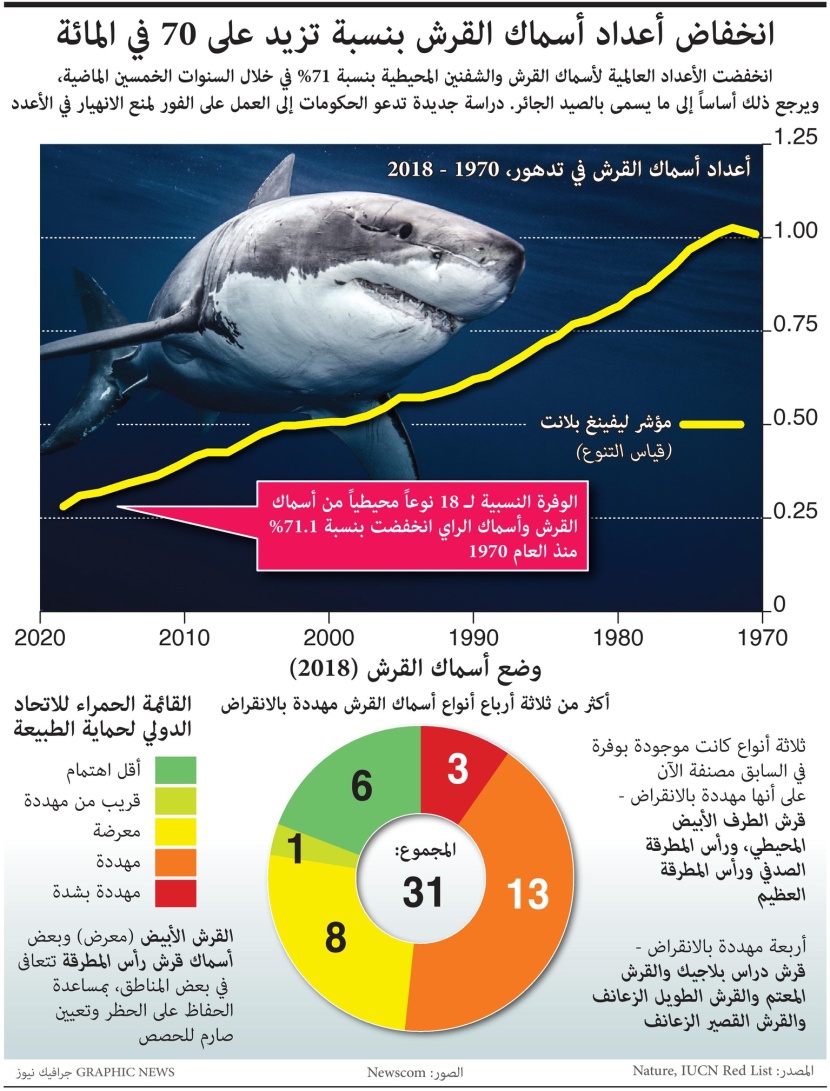 انهيار حاد في أعداد أسماك القرش.. انخفضت 70% بسبب الصيد الجائر