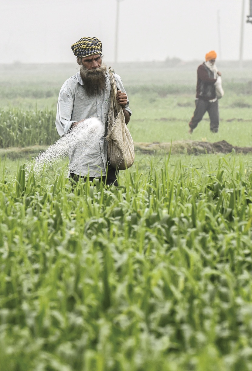 مزارع ينثر الأسمدة في حقل للقمح على مشارف مدينة أمريتسار الهندية