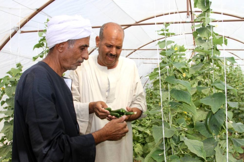 مصر .. الري بالتنقيط خيار المزارعين لمواجهة شح المياة