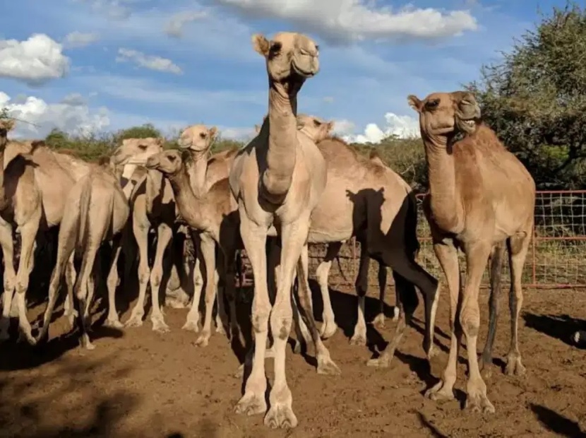مخاوف في كينيا.. الجمال قد تتسبب بالجائحة العالمية المقبلة