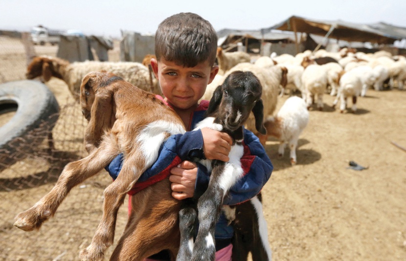صبي مربي ماشية يحمل حملين في قرية غزلانية جنوب شرقي العاصمة السورية دمشق