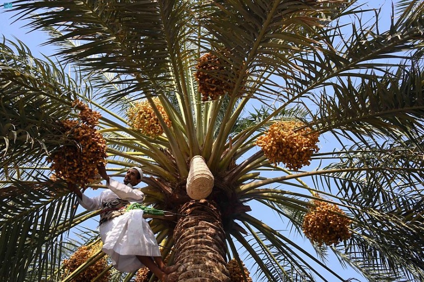السعودية الثانية عالميا في إنتاج التمور بـ 1.5 مليون طن