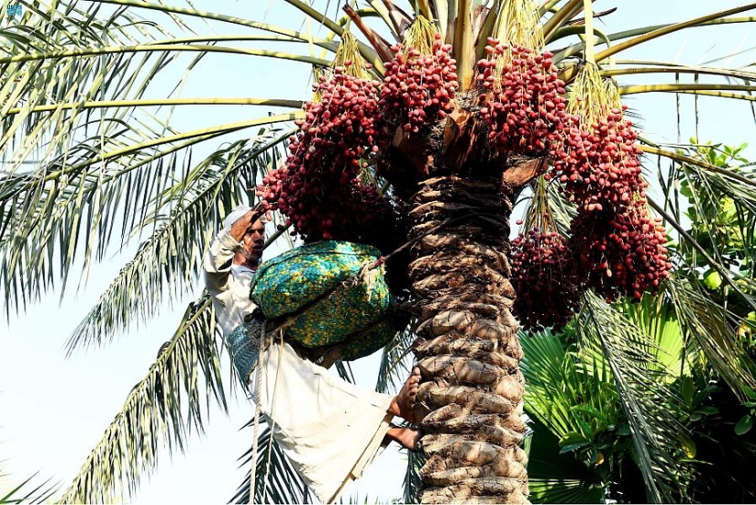 السعودية الثانية عالميا في إنتاج التمور بـ 1.5 مليون طن