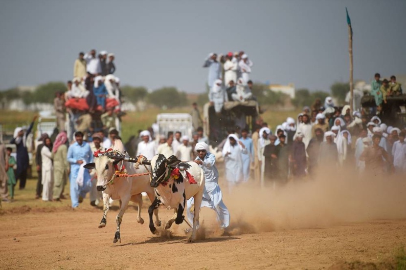 سباق مع الثيران