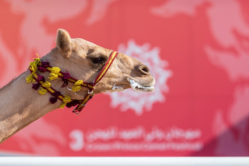 900 ألف ريال لتغذية المطايا المشاركة في مهرجان ولي العهد.. يوميا              