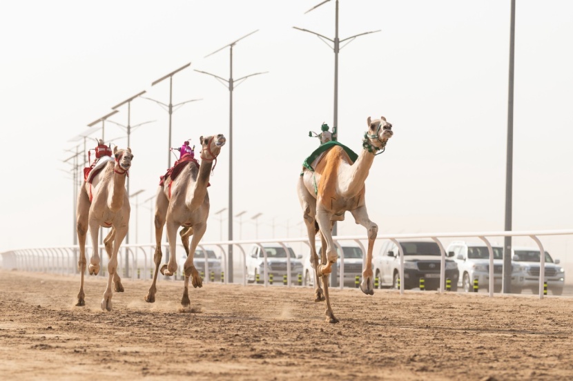 900 ألف ريال لتغذية المطايا المشاركة في مهرجان ولي العهد.. يوميا              