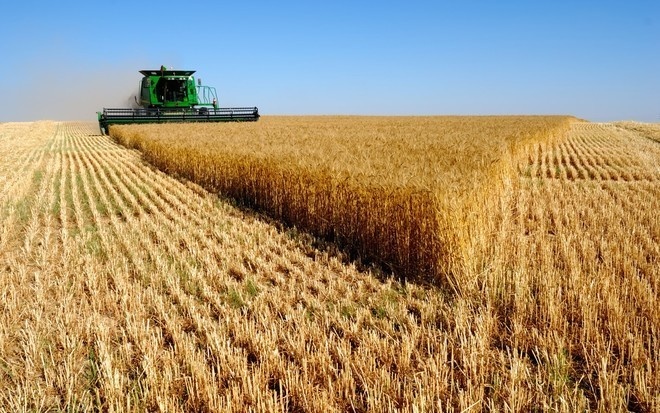 صرف 42.5 مليون ريال مستحقات الدفعة الـ 11 من مزارعي القمح المحلي
