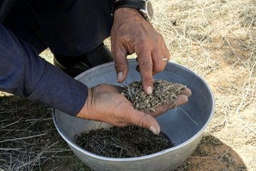 دفاعا عن المناخ .. السعودية تزرع "الغضا" 
