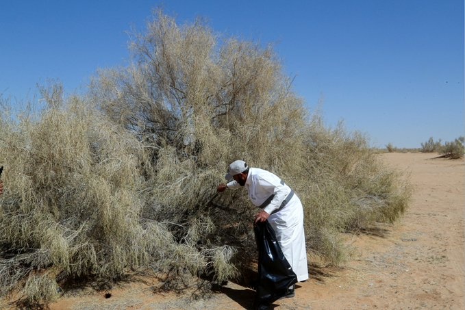 دفاعا عن المناخ .. السعودية تزرع "الغضا" 