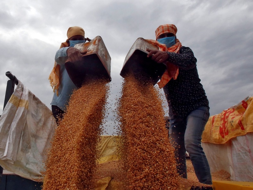 ارتفاع صادرات القمح من الهند تخفف أزمة نقص الإمدادات العالمية 
