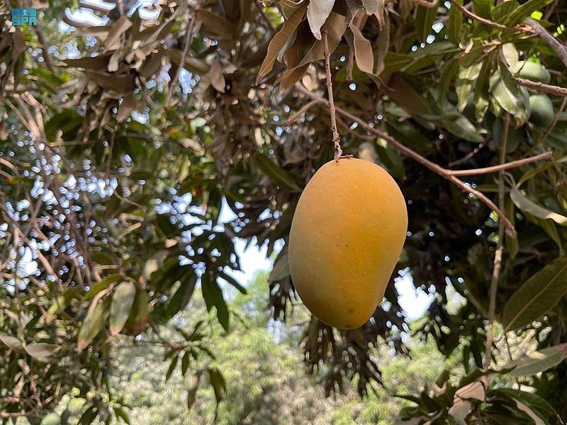 مانجو جازان .. مليون شجرة و 65 ألف طن سنويا تواكب الرؤية وتحقق المنافسة عالميا