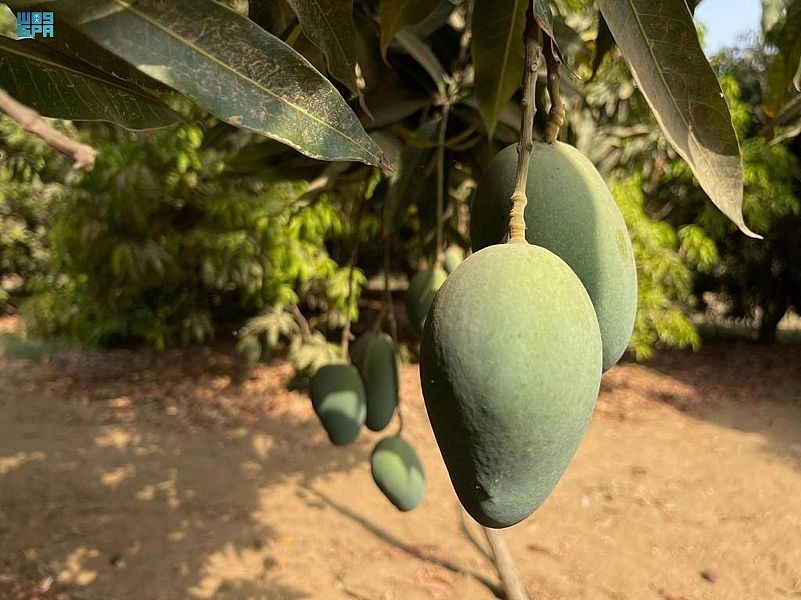 مانجو جازان .. مليون شجرة و 65 ألف طن سنويا تواكب الرؤية وتحقق المنافسة عالميا