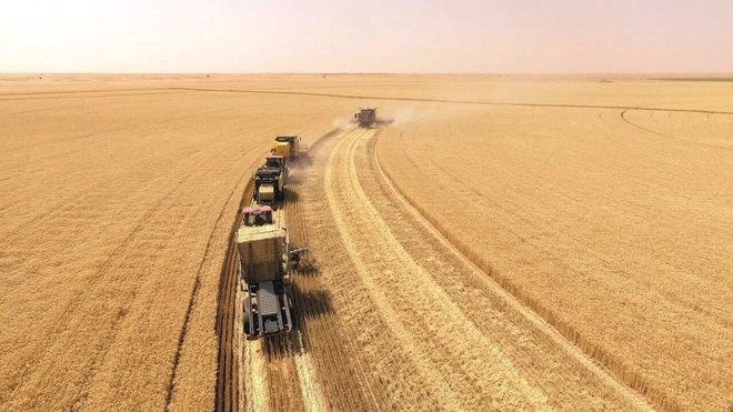 قمر صناعي أمريكي يكتشف خسارة أوكرانيا 35% من محصول القمح