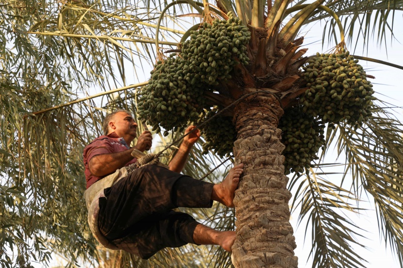 العراق أمام تحدي الحفاظ على النخيل .. تراثه وثروته الاقتصادية 