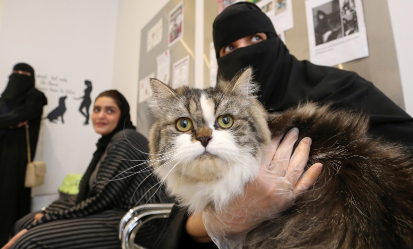 في الرياض .. فندق 5 نجوم للقطط