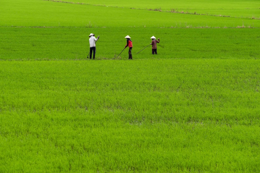 مزارعون يعملون في حقل للأرز وسط فيتنام