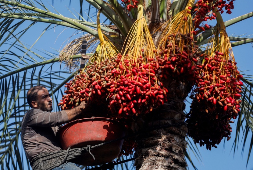 مزارعو التمور في غزة يعانون بعد أن نال الطقس السيئ من الحصاد
